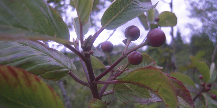 Cascara sagrada frutos